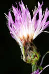 Spotted knapweed